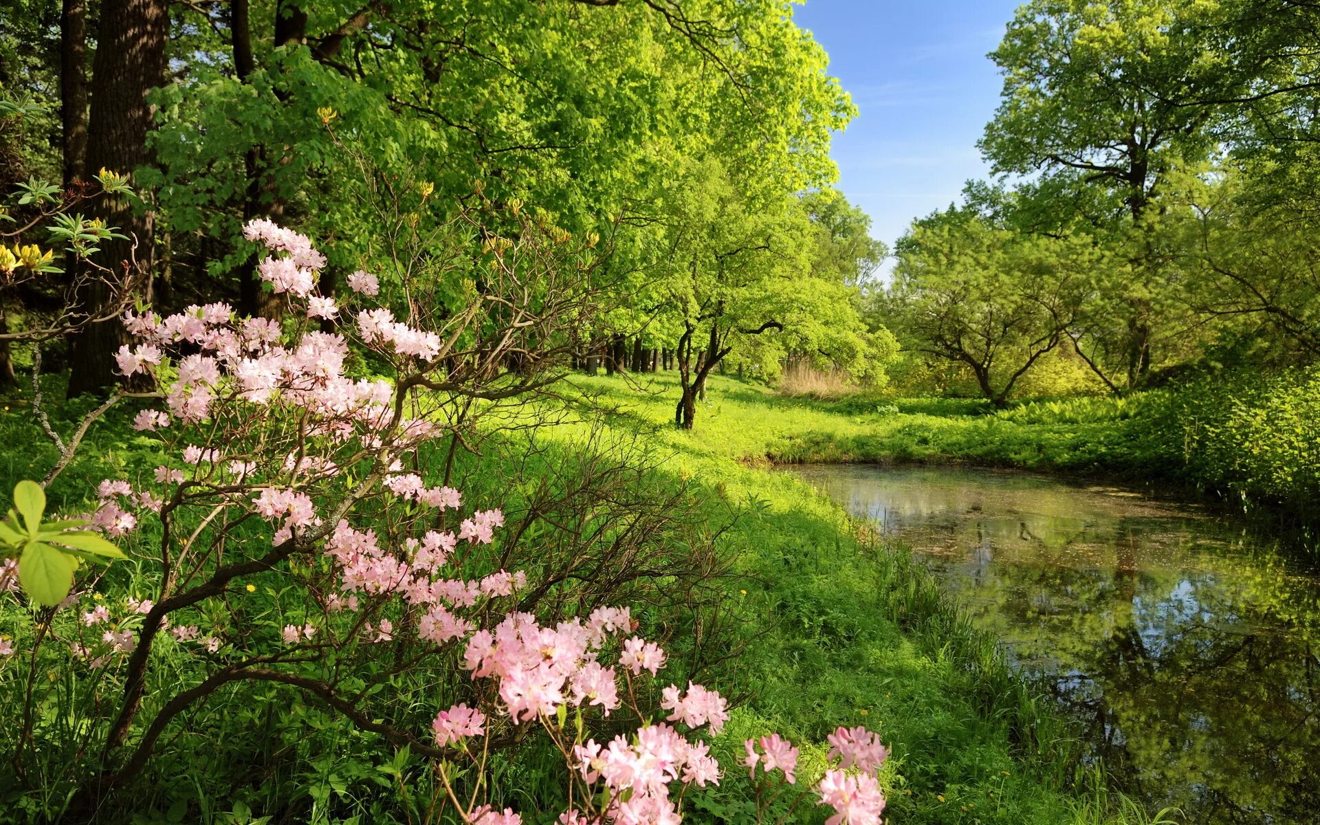 Картинка на обои высокого качества. Весенний пейзаж. Природа весной. Летняя природа.