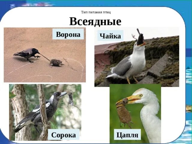 Разделите птиц на группы по способу питания. Типы питания птиц. Птицы по типу питания. Тип пищи у птиц. Тип питания Цапли.