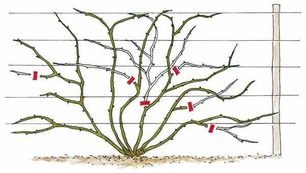 Как ухаживать за плетистой розой. Формировка плетистой розы. Корни плетистой розы. Корневая система розы плетистой.