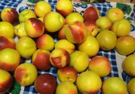 Компот на зиму из нектарина 3 литровую