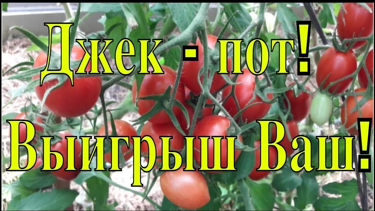 Сорт томата джекпот. Томат Джек пот f1. Томаты партнер Джек пот. Джекпот ф1 помидоры. Томат сорт джекпот фирмы партнер.