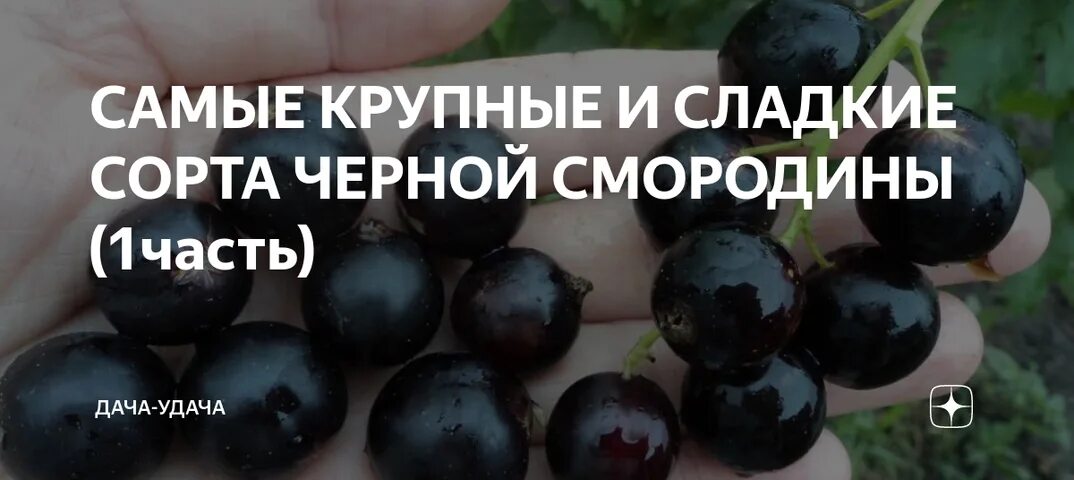 Черная смородина крупная и сладкая сорта. Самая крупная черная смородина сорта