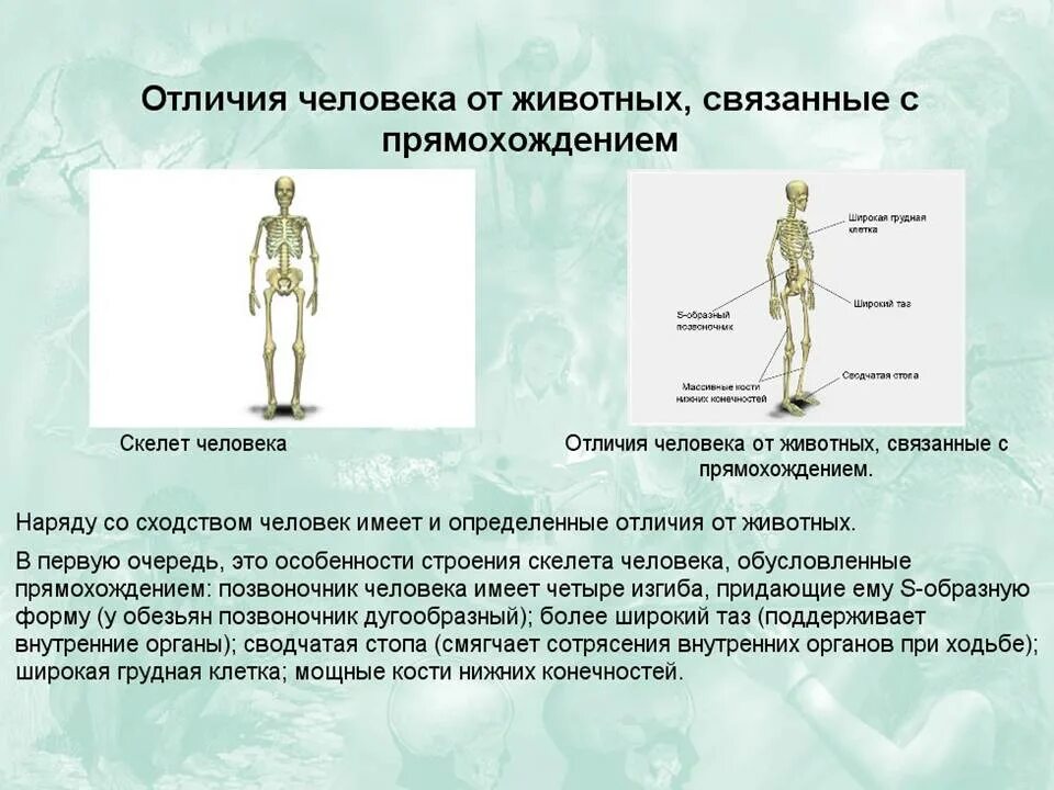 Отличия человека от животных, связанные с прямохождением;. Особенности прямохождения человека. Биологические отличия человека. Строение конечностей человека связанное с прямохождением.