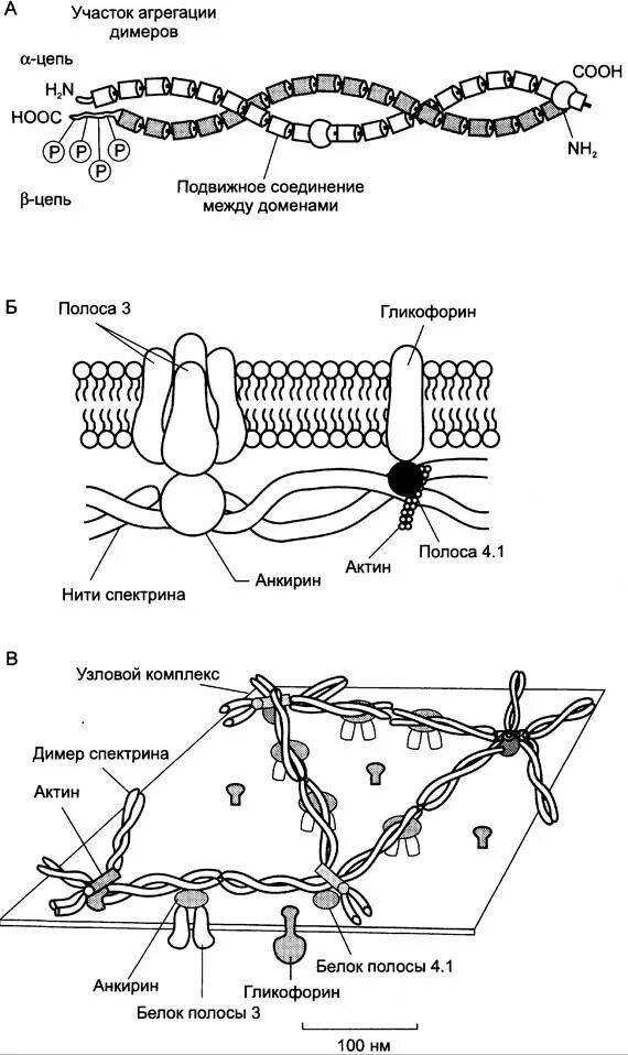 Плазмолемма эритроцита. Схема строения мембраны эритроцита. Строение эритроцита спектрин. Строение плазмолеммы и цитоскелета эритроцита. Строение цитоскелета эритроцитов.