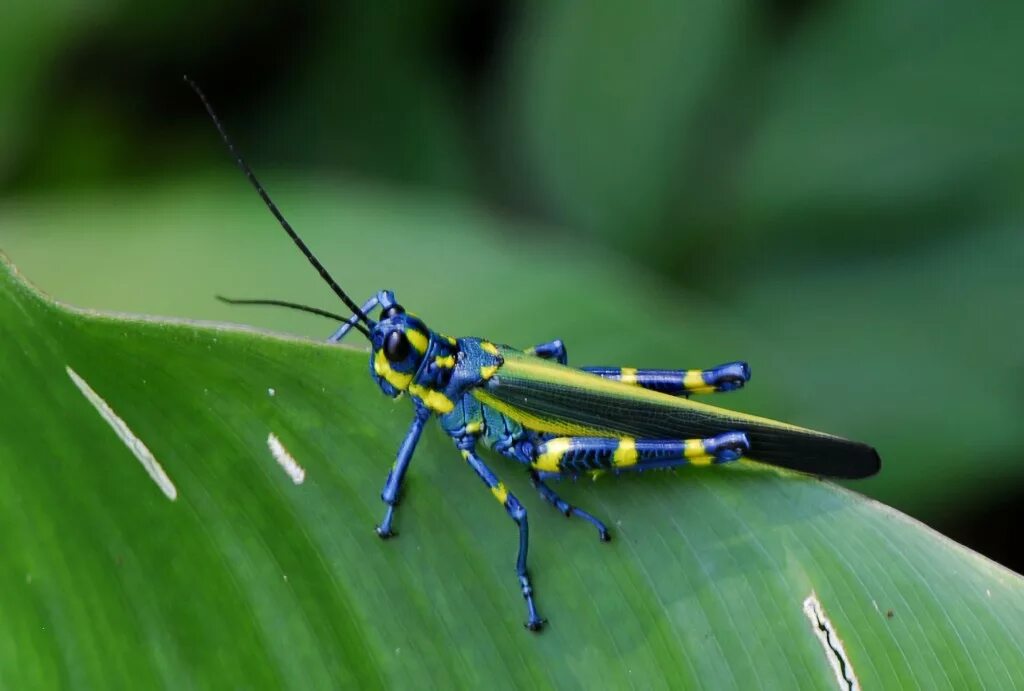 синий кузнечик. кузнечик синекрылка. голубой кузнечик. фиолетовый крылатый кузнечик. насекомые вид сбоку.