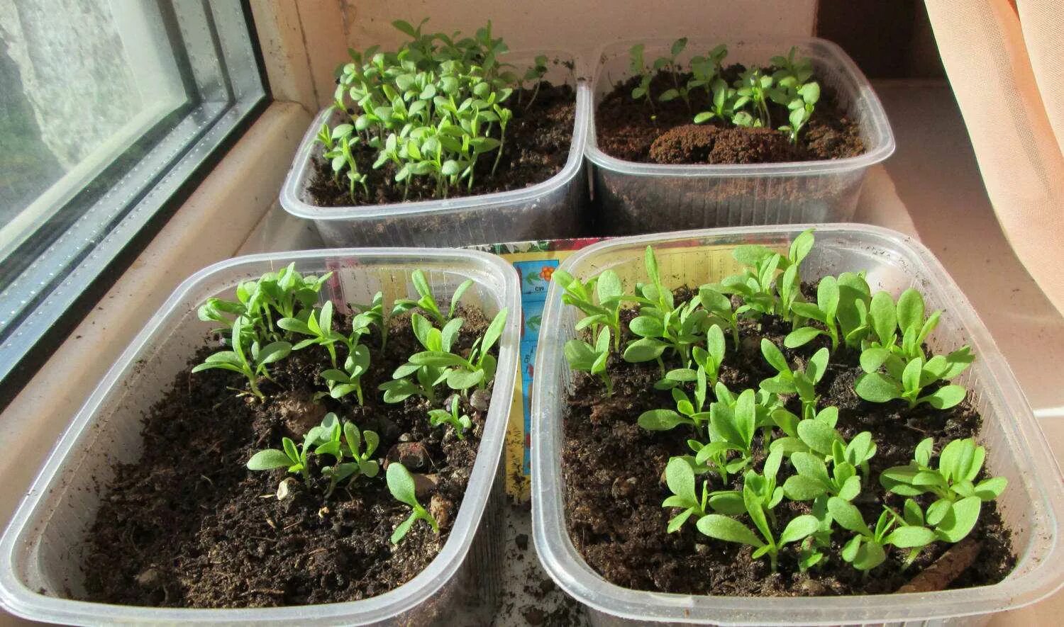 семена гвоздики шабо. гвоздика перистая рассада. гвоздика посев семян. рассада гвоздики шабо.