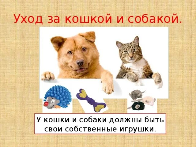 Кошки и собаки 2 класс. Кошки и собаки для презентации. Проект про кошек и собак. Про кошек и собак 2 класс. Уход за кошками и собаками.