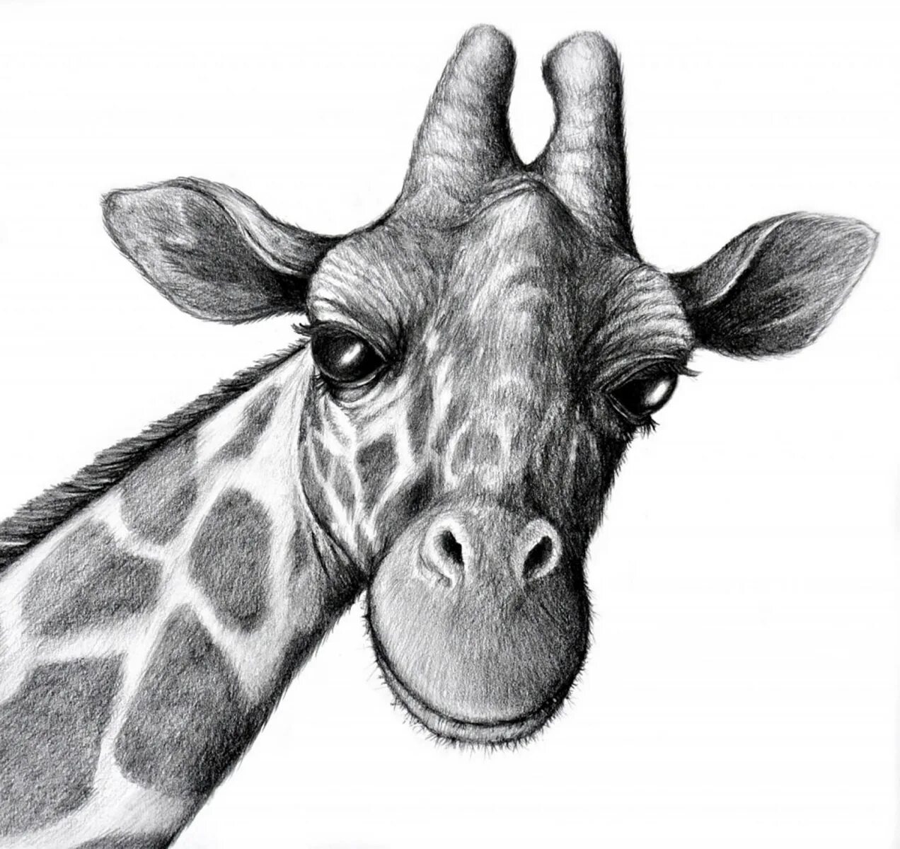 Животные карандашом. Жираф рисунок. Рисунки животных карандашом. Живот карандашом.