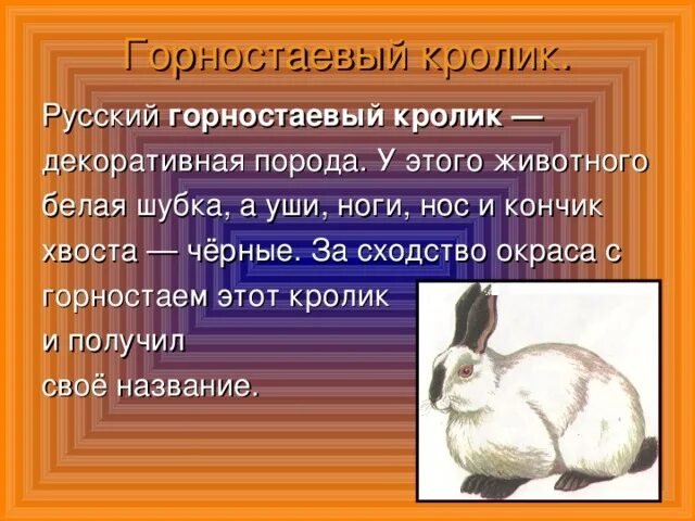 На рисунке изображены горностаевые кролики. Русский горностаевый кролик. Русская горностаевая порода кроликов. Горностаевая порода кроликов. Кролик породы русский горностаевый.