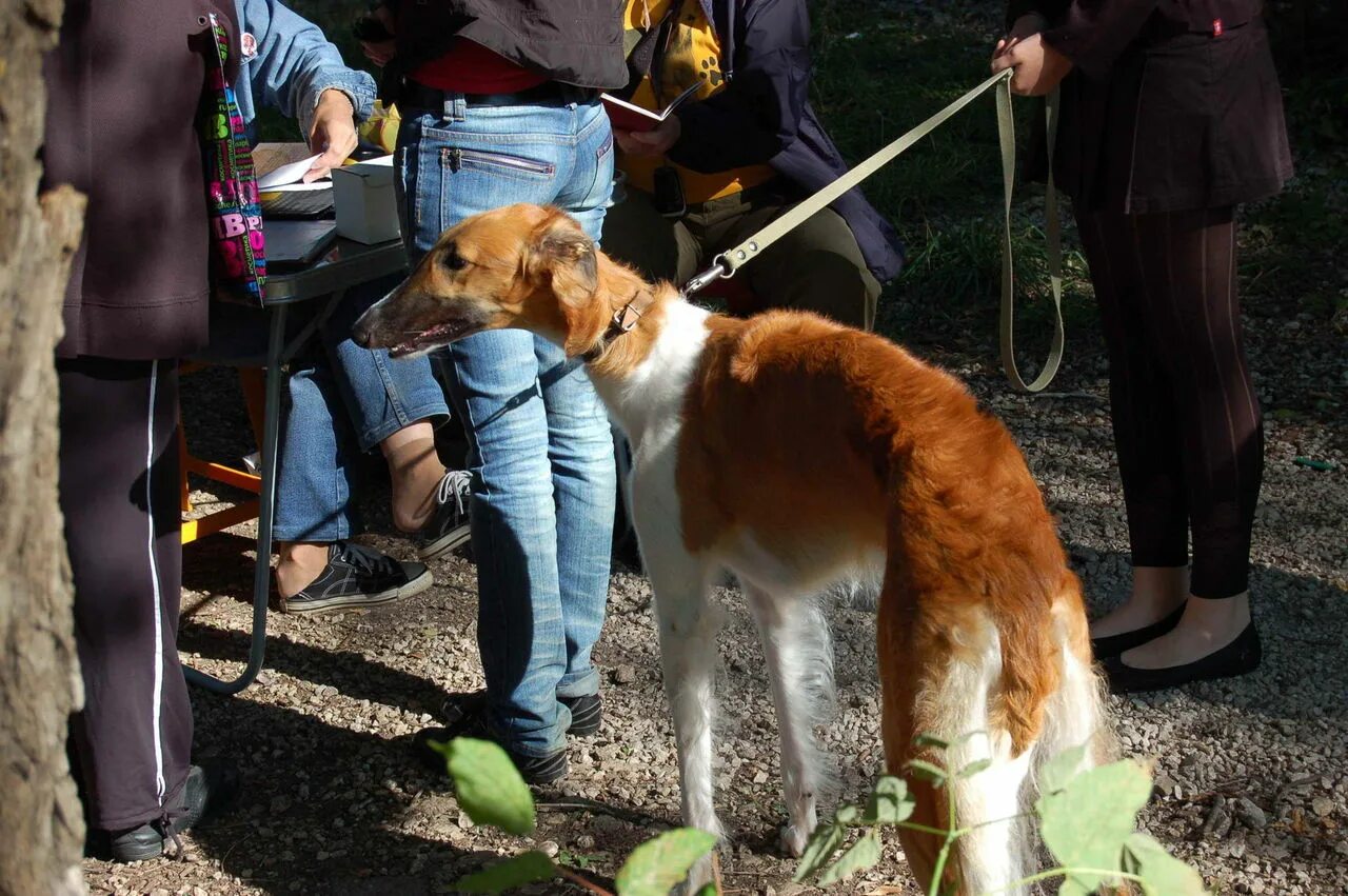 Выставка собак россия 2019. Выставка собак самара. Выставка подружейных собак. Собака чебоксар. Выставка собак самара.