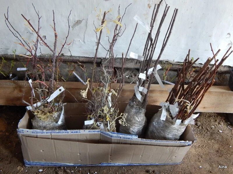 Подпись ускользнула.