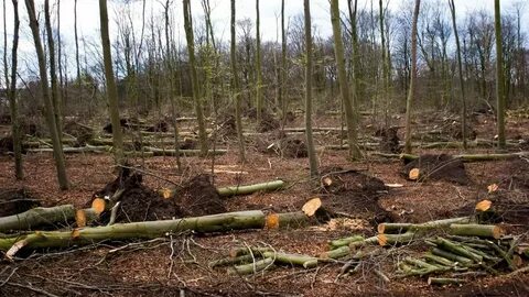 Cut down plant