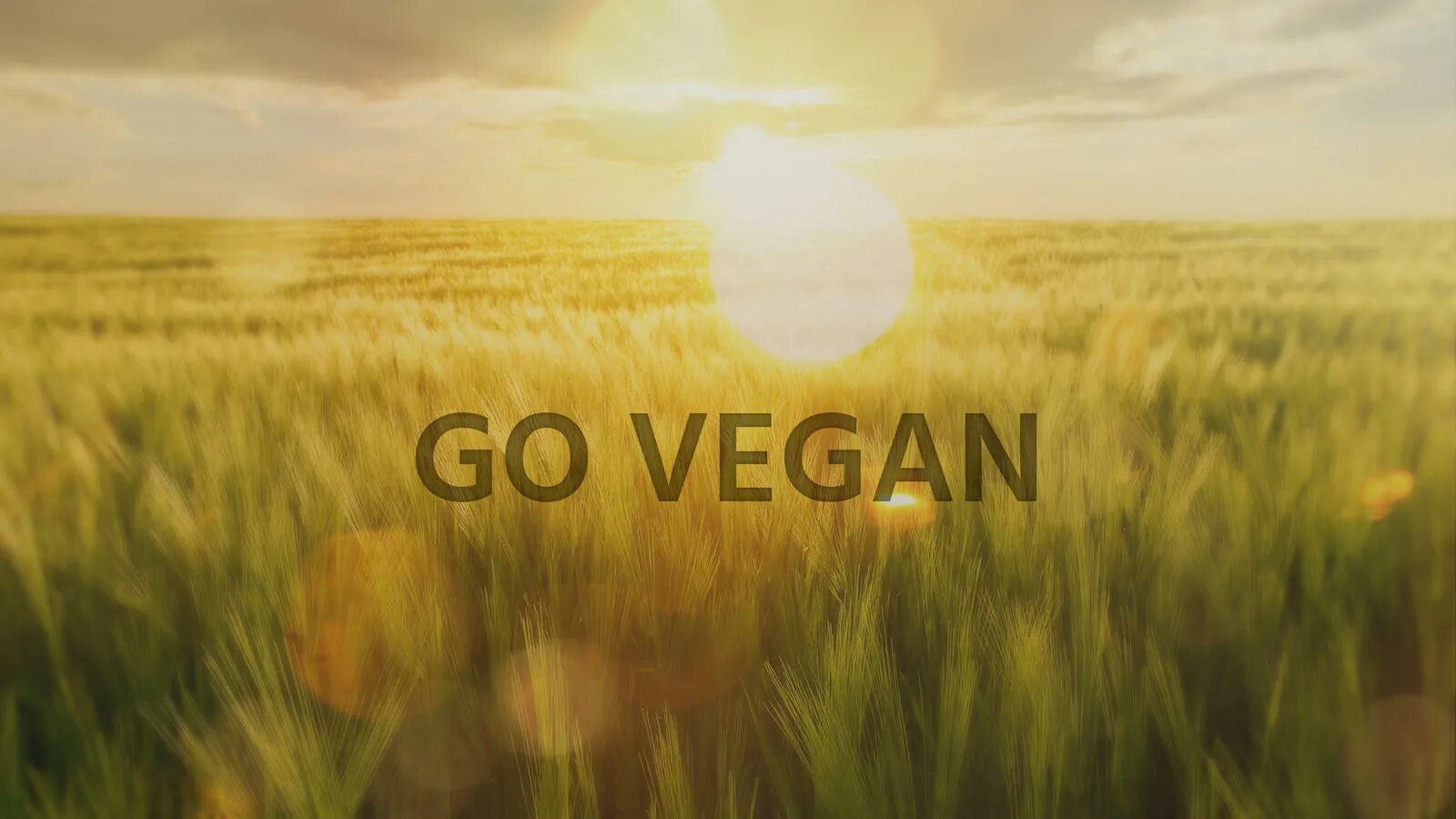 Обои для веганов. Go Vegan. Веган фон. Веган на рабочий стол. Веган слова