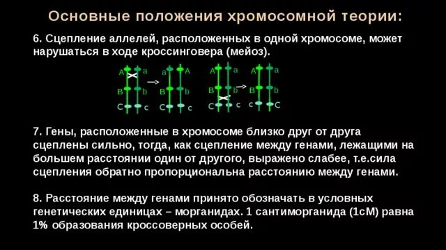 Количество групп сцепления равно. Сцепленное наследование генов. Нарушение сцепления. Основные положения хромосомной теории. Гены расположенные в одной хромосоме. Гены расположенные в одной хромосоме наследуются совместно.