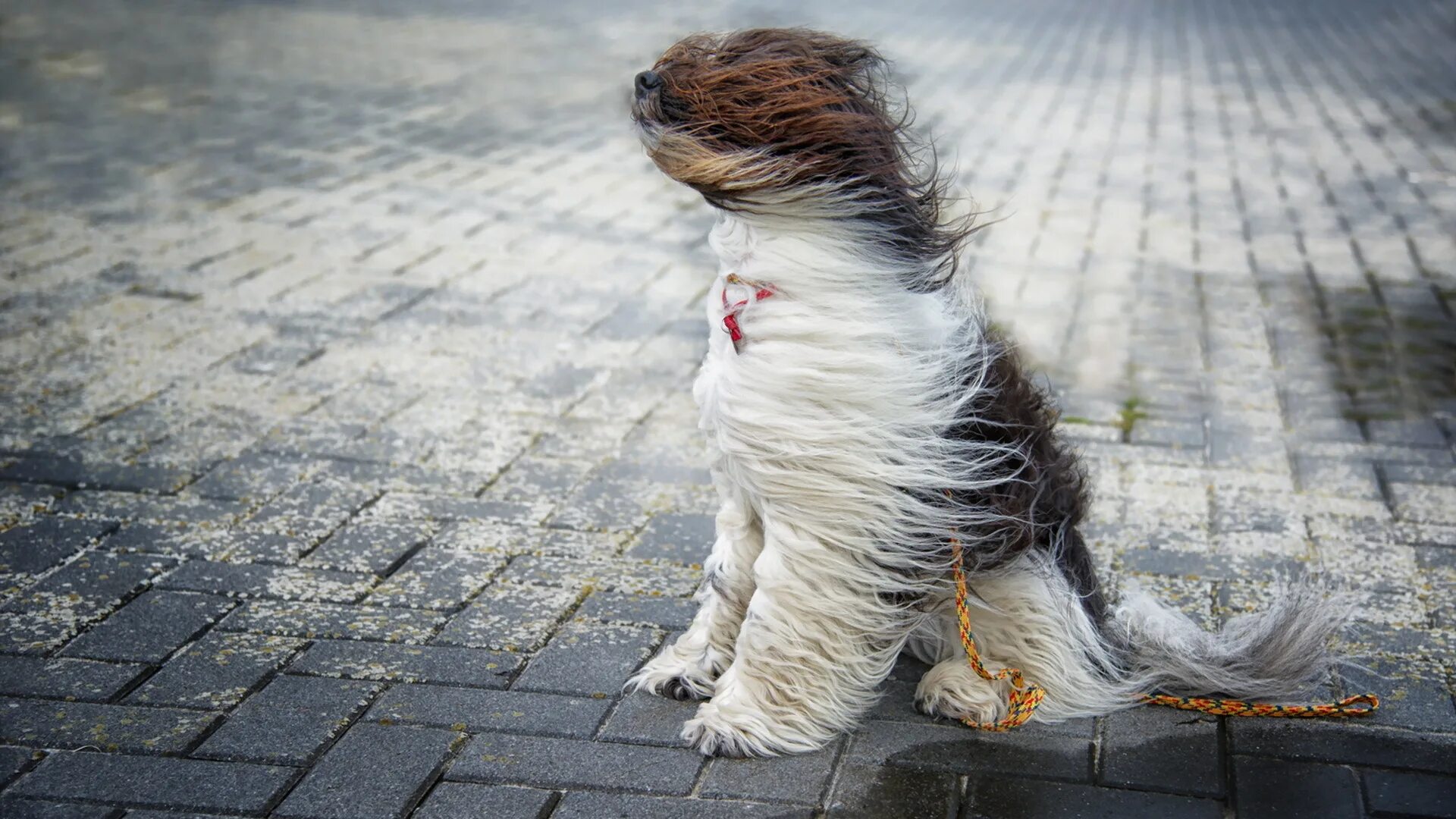 Hairy doggy. Сильный ветер. Кота сдувает ветром. Собака на ветру. Сильный ветер кот.