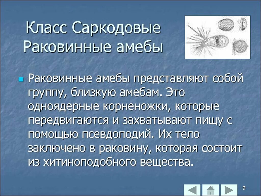 Саркодовые животные. Саркодовые корненожки. Характеристика раковинных корненожек. Корненожки амебы раковинные. Биология 7 класс раковинные амебы.