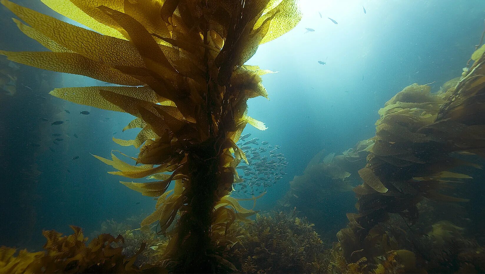 Бурые водоросли нуждаются в солнечном свете. Морские водоросли ламинария. Келп бурая водоросль. Бурые водоросли ламинария. Бурая морская водоросль морская капуста.