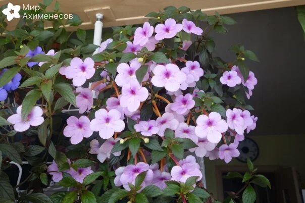 Ахименес Пич блоссом. Ахименесы Пич блоссом. Ахименес сорта Peach Blossom. Ахименес Джинджер Пич. Peach blossom 4 карон