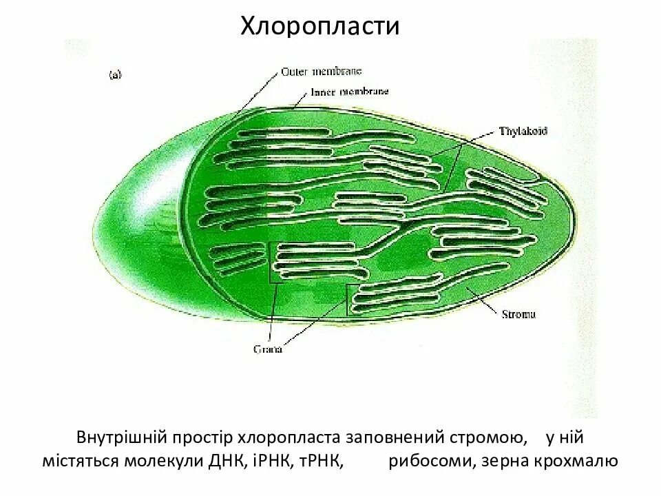 Хлоропласты отсутствуют. Строение хлоропласта ЕГЭ биология. Строение хлоропласта рисунок с подписями и функции. Строение хлоропласта ЕГЭ. Строение хлоропласта растительной клетки.