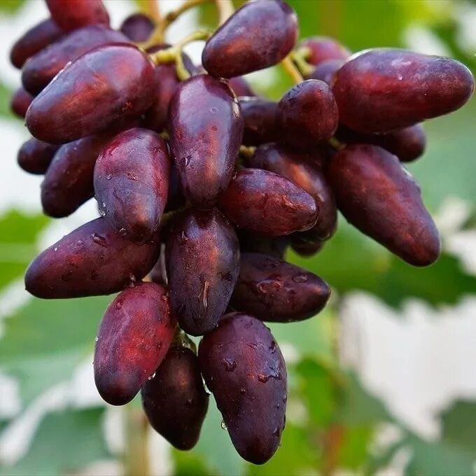 Журавчик виноград сорт. Сорт винограда кардинал. Саперави виноград. Чхавери виноград. Виноград сорт вишневый.