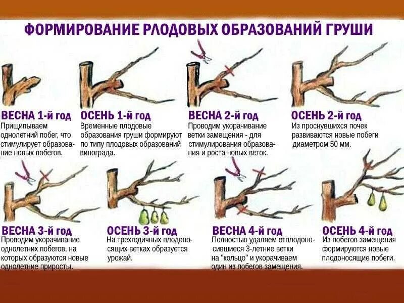 Сроки обрезки яблонь весной. Обрезка груши весной 3 года для начинающих. Схема обрезки молодой груши весной. Формирующая обрезка груши весной. Обрезка груши весной для начинающих 3 летней.