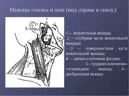 Сошьет вид