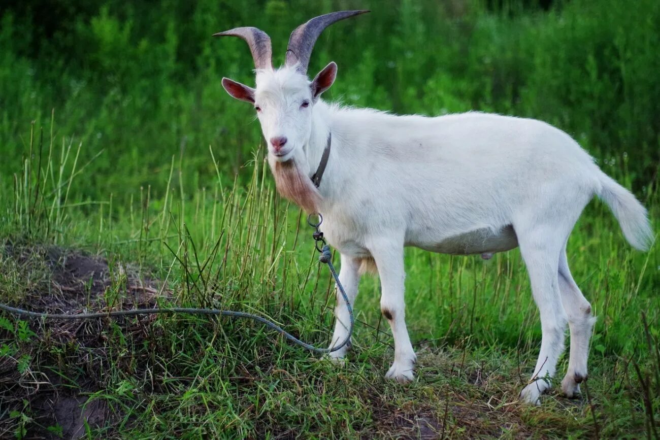 козленок комолая белая. какие козы белые. бобринская порода коз. русская белая коза. какие козы белые.
