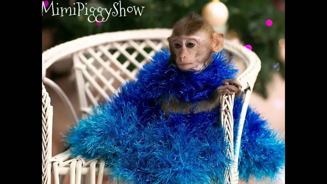 Шоу обезьян. Обезьяна нарядная. Мартышка нарядная. Обезьянка в голубом костюме. Элегантная обезьянка.