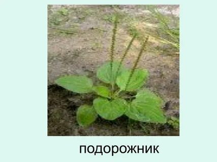 После подорожника