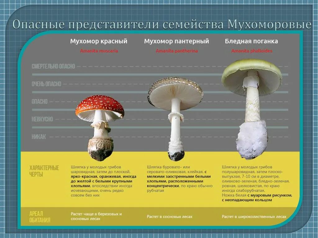 Какой тип питания характерен для шампиньона августовского. Ядовитые грибы мухомор поганка. Бледная поганка (Amanita phalloides). Сатанинский гриб , мухомор , бледная поганка. Сухой мухомор красный Amanita muscaria.