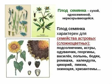 Плод семянка какое семейство