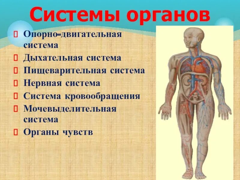 Окружающий мир 3 класс строение человека система органов. Организм человека система органов 3 класс. Системы органов человека 4 класс. Организм человека презентация.