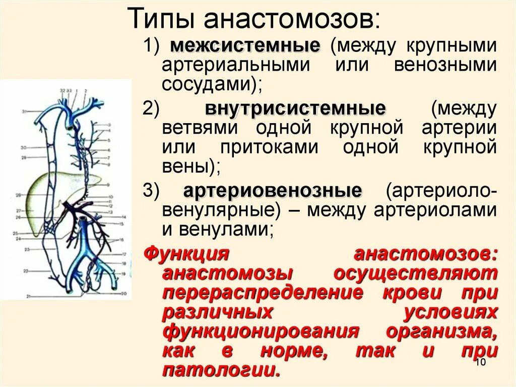 Классификация сосудистых анастомозов. Артериально венозные анастомозы. Поверхностная надчревная Вена анастомоз. Сосудистые анастомозы топографическая анатомия. Анастомозит что это