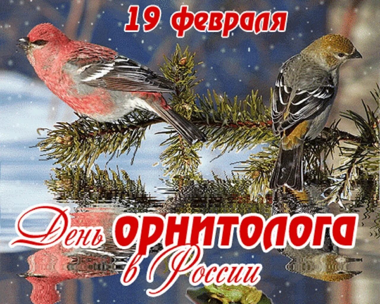 День орнитолога. 19 Февраля — Всемирный день орнитолога. С днем орнитолога поздравления. Открытка день орнитолога в России.