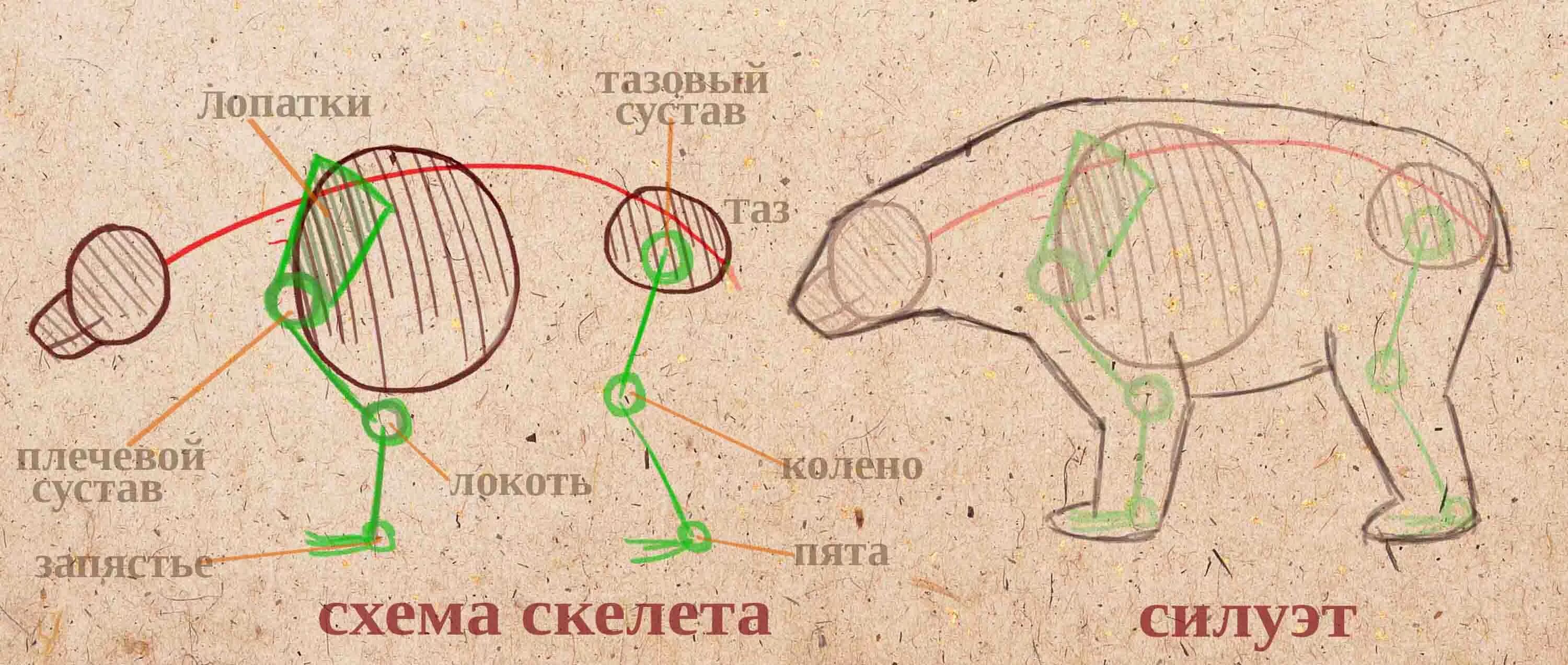 Особенности внутреннего строения медведя. Строение медведя. Анатомия медведя. Строение бурого медведя. Медведь строение тела.