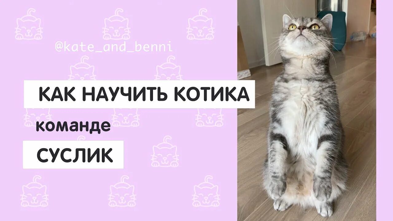 Как учить кошку. Как научить котика команде суслик. команды для кота. как научить кота командам. кот команда суслик.