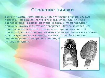 Половая система пиявок