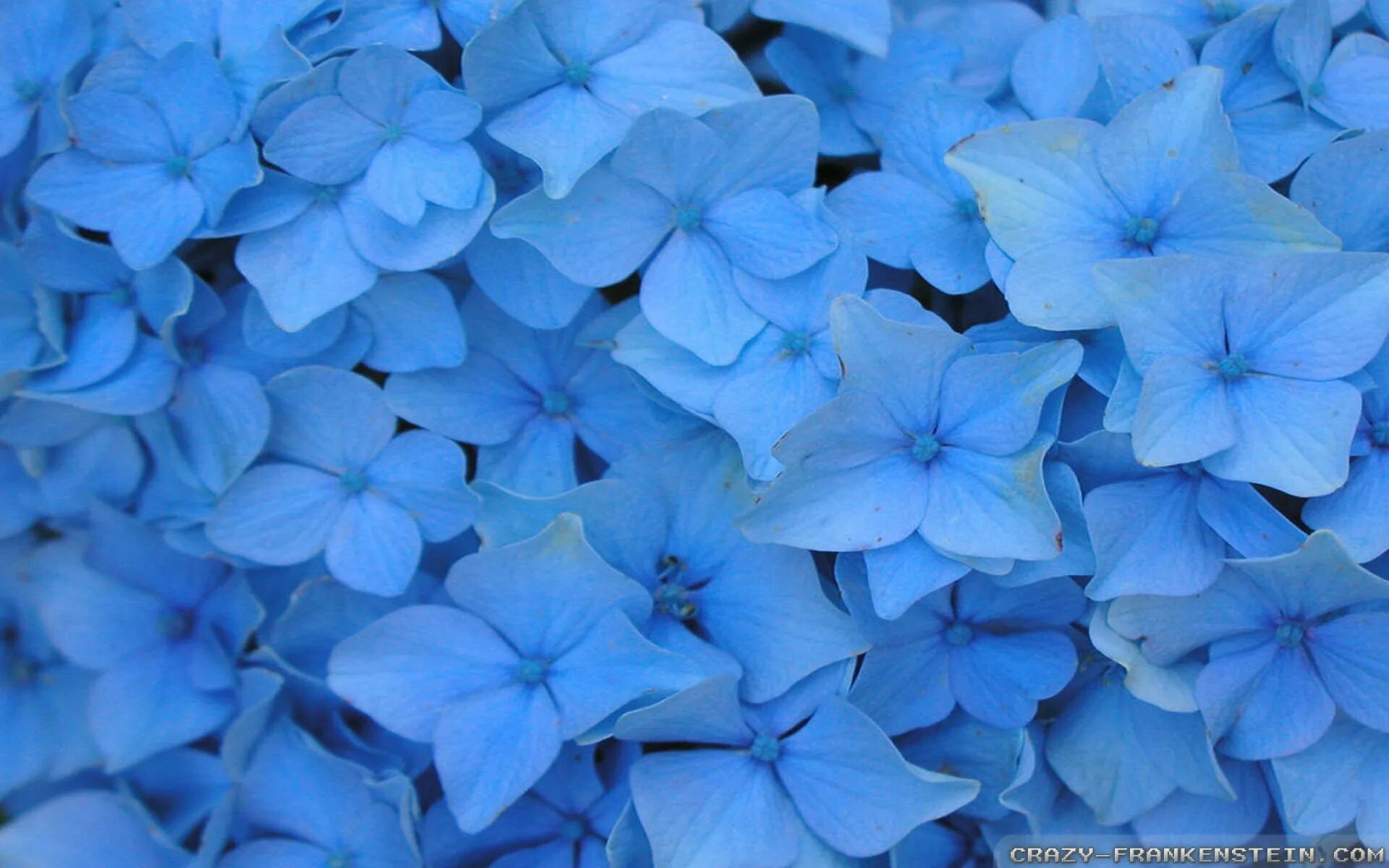 Синие цветы. Голубой цвет. Цвета голубей. Наклоняешься к голубому цветку и с удивлением