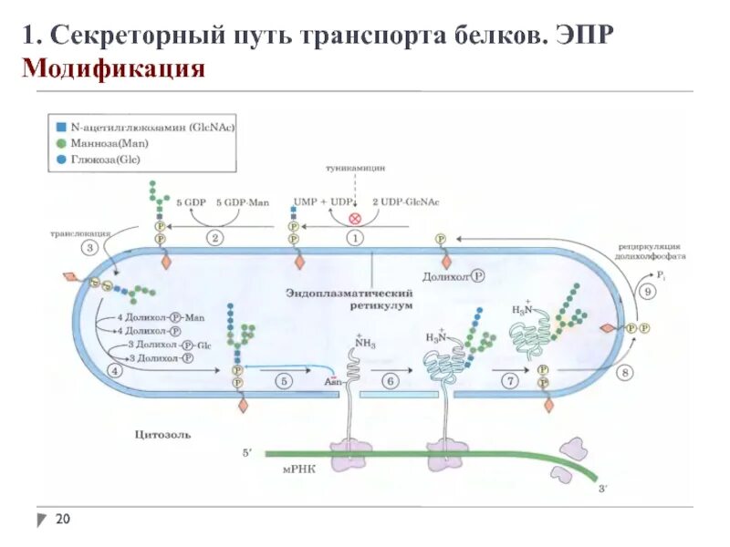 Белковый транспорт. Секреторный путь транспорта белков. Модификация белков в ЭПР. Путь белков в секреторном пути. Синтез и транспорт белков.