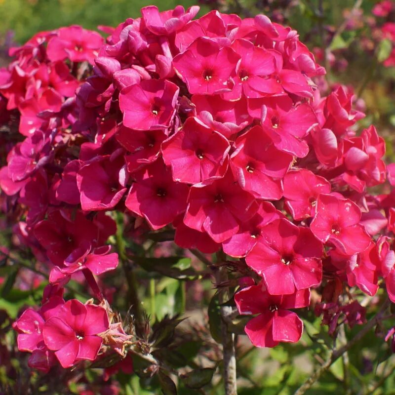 Флокс Киев Праздничный