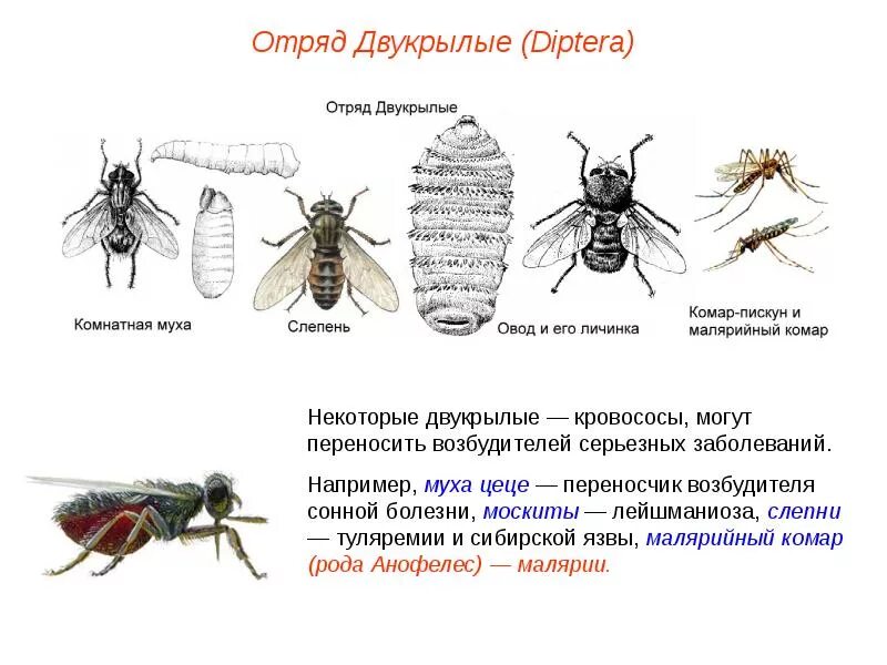 Семейство насекомых отряда двукрылых 8 букв. Комнатная муха переносчик возбудителей. комнатная муха переносчик возбудителей болезней. отряд двукрылые (diptera). характеристика отряда двукрылых насекомых.