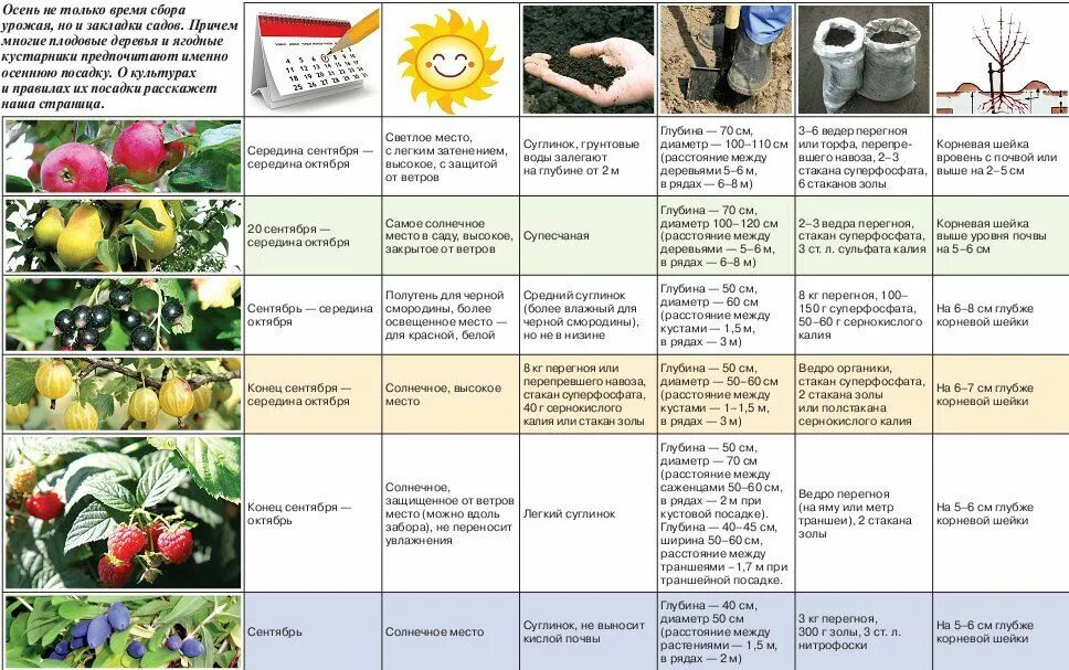 Какую рекомендацию можно дать по размещению растений. Таблица подкормки плодовых деревьев. Таблица подкормки огородных растений. Подкормка плодовых деревьев весной таблица. Схема удобрения плодовых деревьев и кустарников.