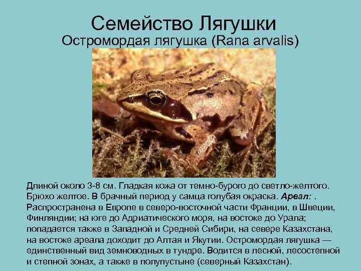 Какого цвета кровь у лягушки. Известно что лягушки. Остромордая лягушка голубая. Факты о лягушках. Известно что лягушки.