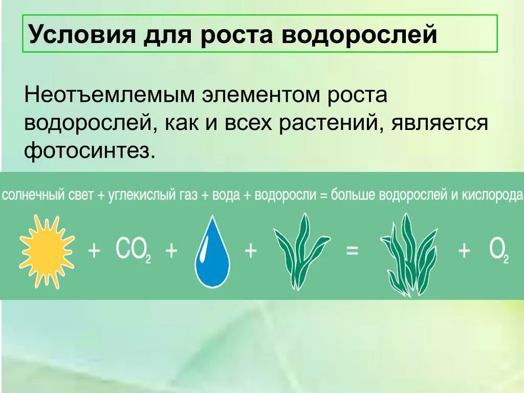 Фотосинтез водорослей. Фотосинтез у водорослей осуществляется. Условия процесса фотосинтеза. Фотосинтез одноклеточных водорослей.