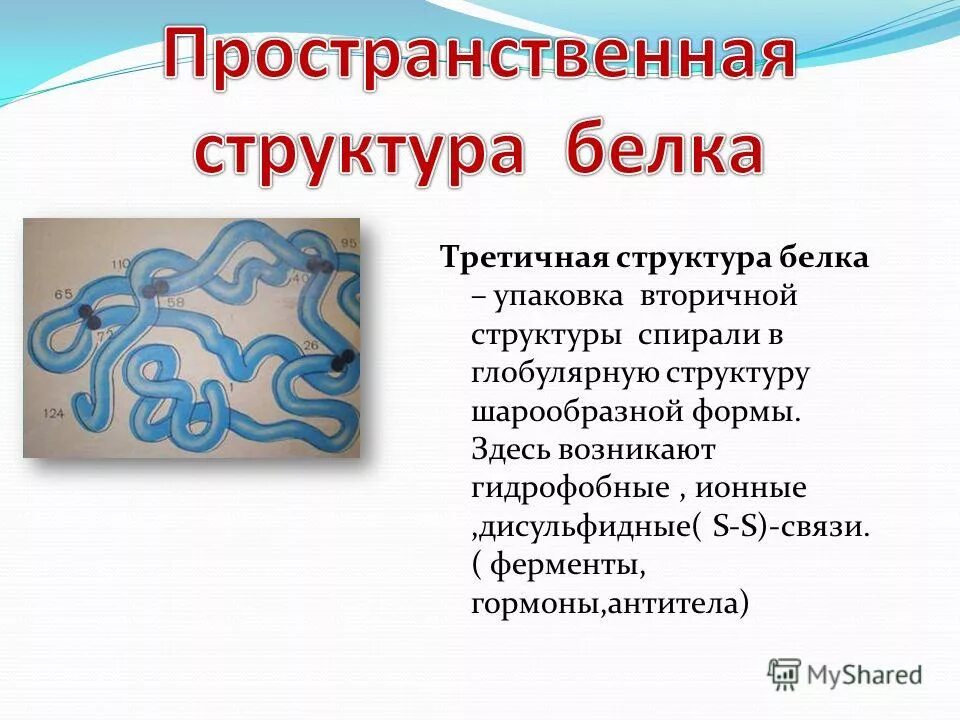 мономеры третичной структуры белка