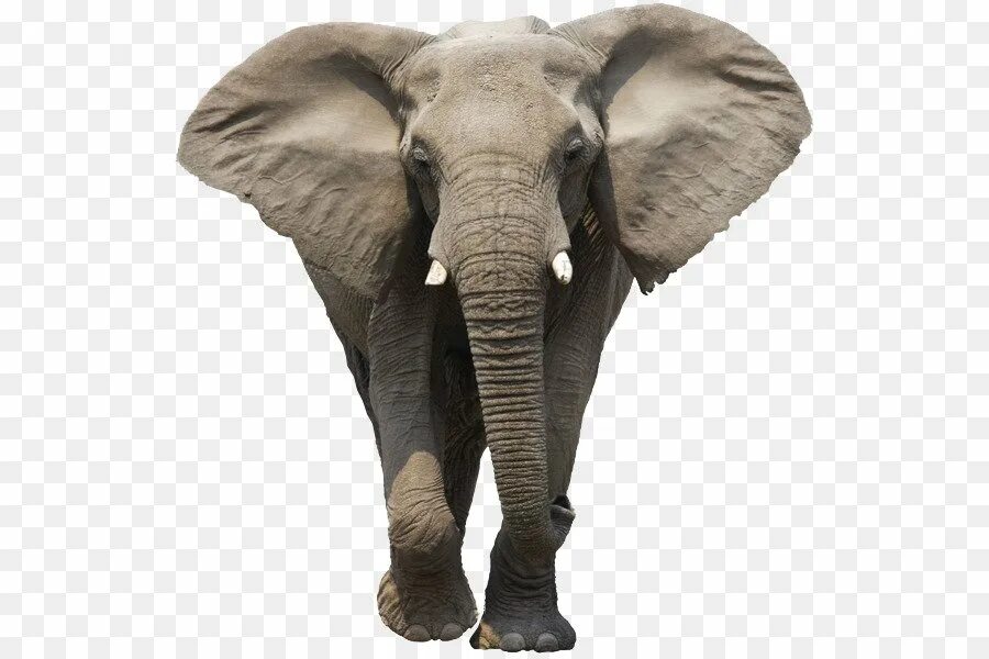 Слоник без рекламы. Африканский слон. Продам слона. Слон на белом фоне. Голова слона на белом фоне.