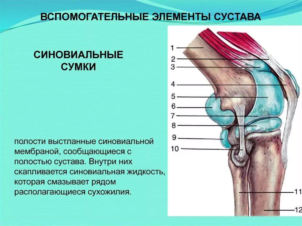 Сопутствующий элемент. Завороты коленного сустава. синовиальные сумки коленного сустава анатомия. вспомогательные элементы сустава. суставные сумки коленного сустава.