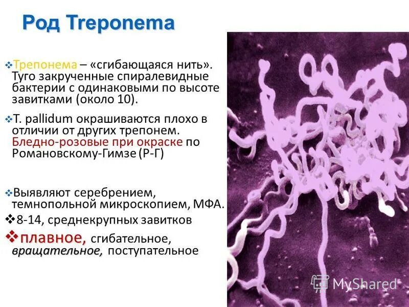 Заболевания вызываемые трепонемой. Трепонема паллидум микробиология морфология. Бледная трепонема морфология. Спирохеты лептоспиры. Трепонема паллидум микроскопия.