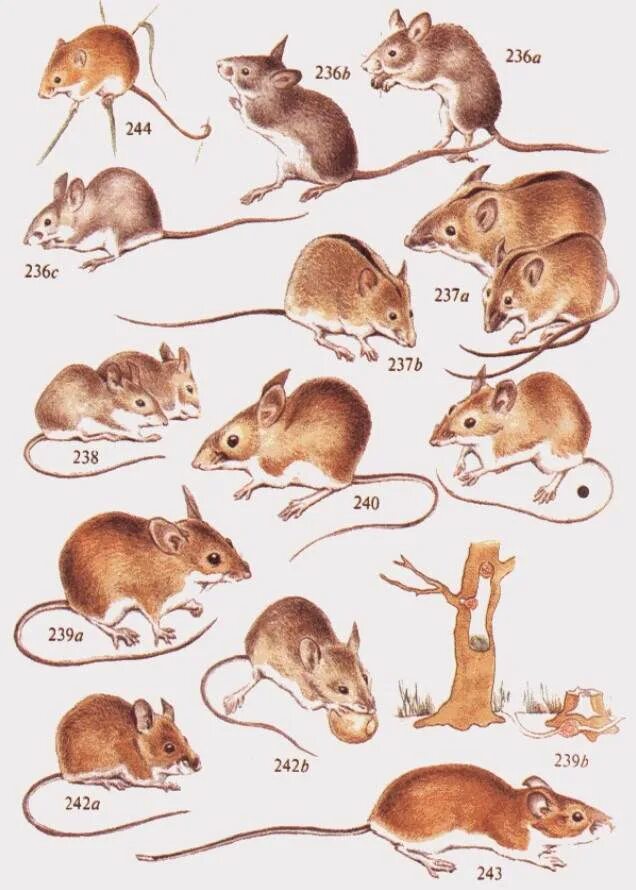 Дикие мышевидные грызуны. Отличие крысы от мыши полевки. Мыши лесные разновидности. Мышиные названия. Маленькие домашние грызуны.