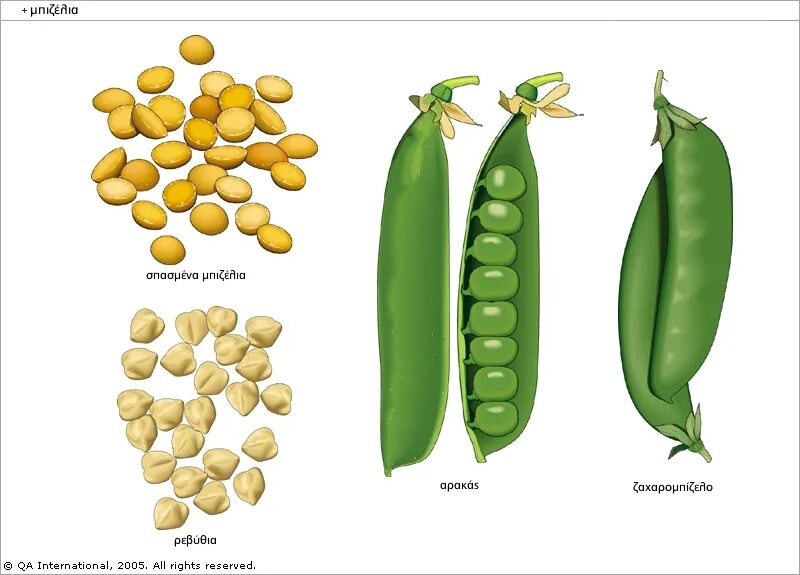 горох сахарный стручок. горох стручковый по английский. горох на английском. кабачокmarroy выставочный гигант. горох медовый стручок сахарный.